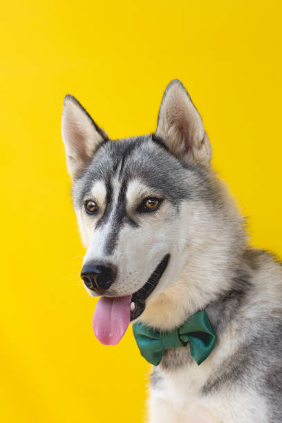 istock Husky dog head on a yellow background 1271404457