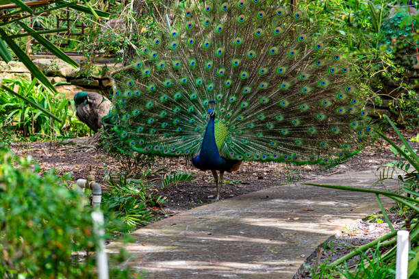 공작 앳 정글 프라다 인디언 헤리티지 - close up peacock animal head bird 뉴스 사진 이미지