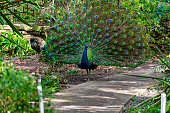 Peacock at Jungle Prada Indian Heritage