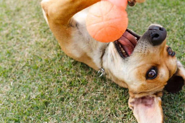 perro de caramelo (de raza mixta) jugando con un juguete - mixed breed dog fotografías e imágenes de stock