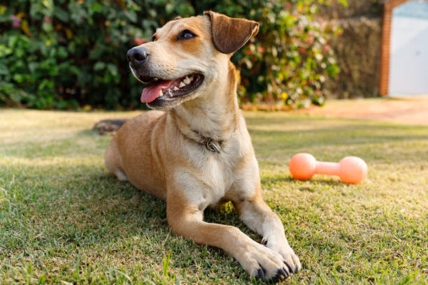 istock Caramel dog (mixed-breed) lying on the grass 1271404955