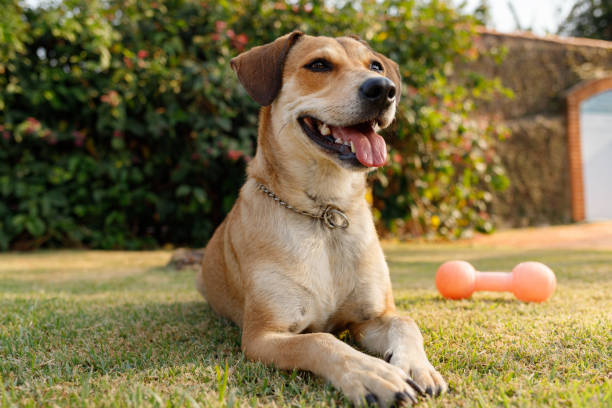 perro de caramelo (de raza mixta) acostado en la hierba - mixed breed dog fotografías e imágenes de stock