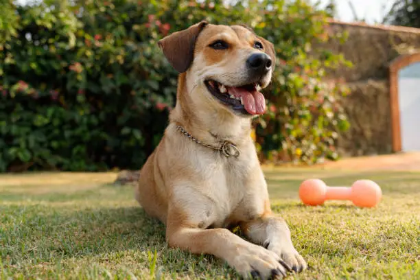 Photo of Caramel dog (mixed-breed) lying on the grass