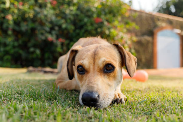 istock Sad dog lying on the grass 1271405066