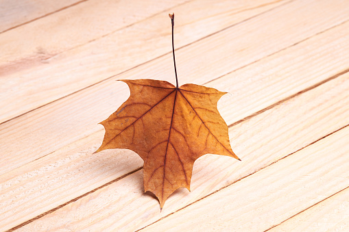 yellow fallen maple leaf over wooden desk background. levitated leaf. minimal conceptual composition.