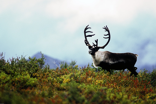 View of a reindeer sitting on the snow at a wildlife reserve near Tromso city, Norway.