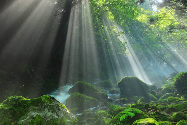 istock Akita Prefecture Summer Stream 1271406382