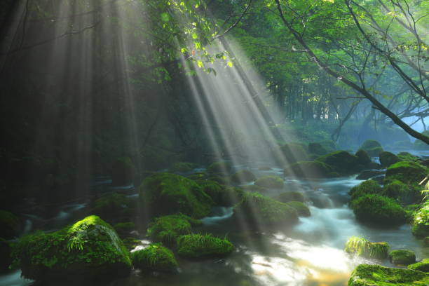 istock Akita Prefecture Summer Stream 1271406387