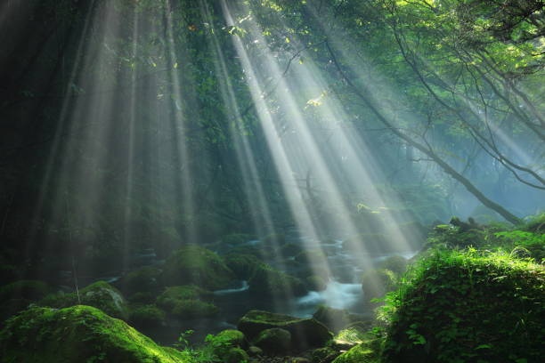 istock Akita Prefecture Summer Stream 1271406412