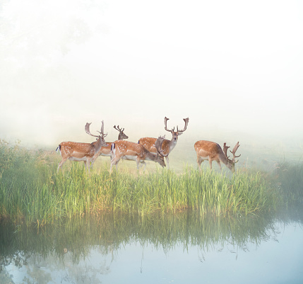 Small herd of male fallow deer grazing by river in foggy sunny morning