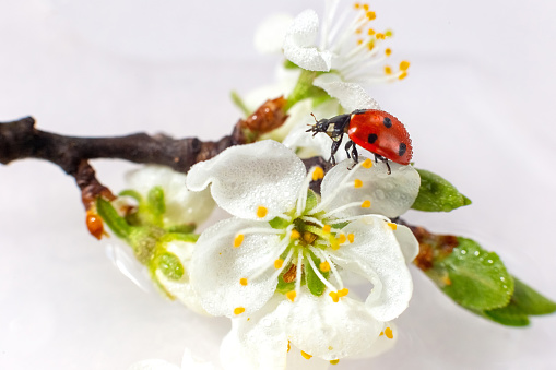 Ladybug on a branch of blooming white plum, in drops of water, after the rain. White background. Copy space. Close up. Horizontal
