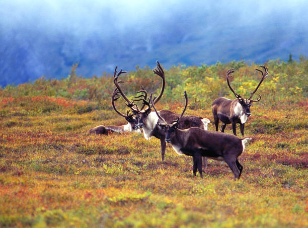 istock Monarch of the North 1271407802