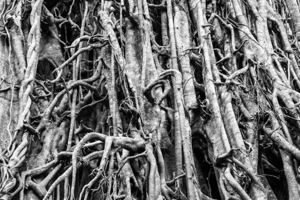 istock Black and white close up of an Australian fig tree 1271408482