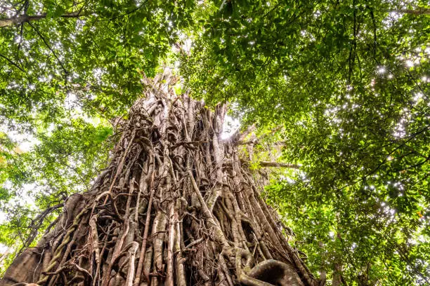 Photo of Low angle view of a huge Australian strangler fig tree