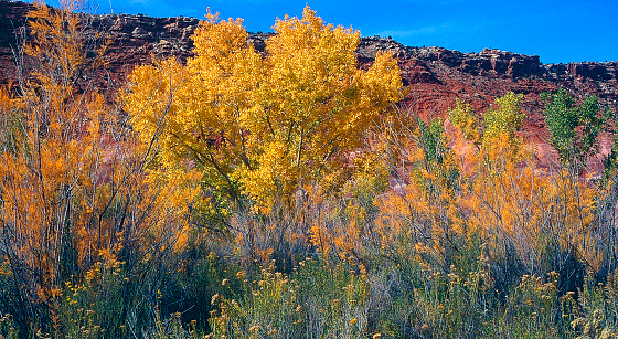 Changing colors of the trees are in the foreground as the stunning mesas act as a background to the bright yellow leaves.