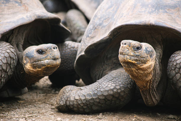 a couple of  Galápagos giant tortoises looking in the camera