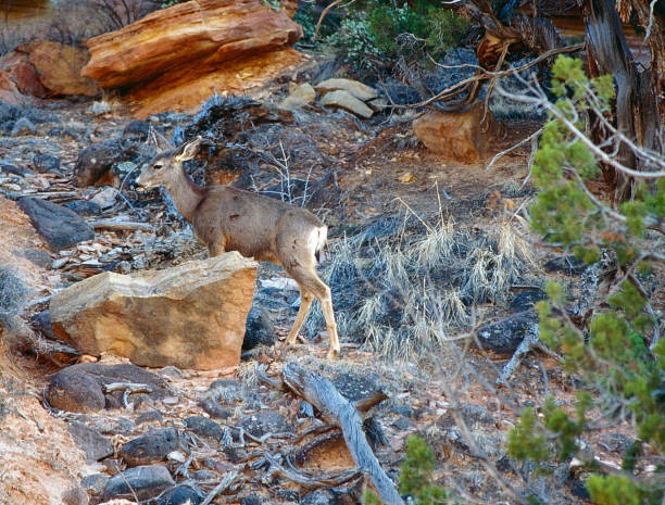 A doe mule deer makes it way up the rocky cliff side