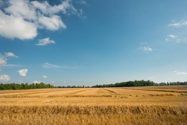 캐나다 의 농지 - 푸른 하늘 아래 수확 밀 밭 - wheat sunset bale autumn 뉴스 사진 이미지