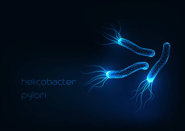 ilustraciones, imágenes clip art, dibujos animados e iconos de stock de futurista brillante bajo poligonal helicobacter pylori células bacterianas aisladas en azul oscuro - pylori