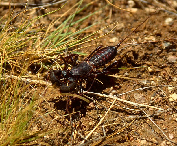 istock Vinegaroon in the Desert 1271411377