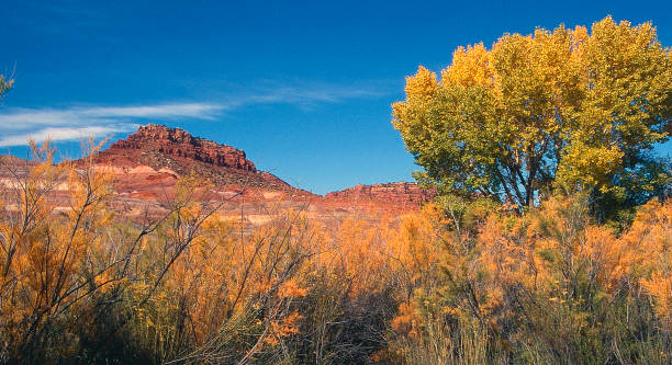 istock Tamarisk Tree in the Desert Southwest 1271411406
