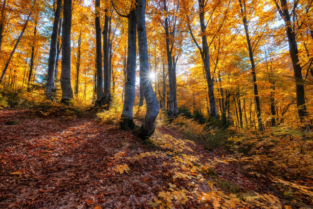 istock Sun rays through autumn trees. Natural fall landscape in the forest. Fall forest and sun as a background. Fall - image 1271412348