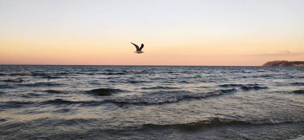 istock seagull at sunset over the sea 1271413307
