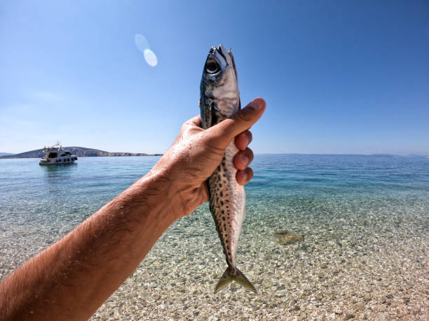 Hand holding a fish with sea background