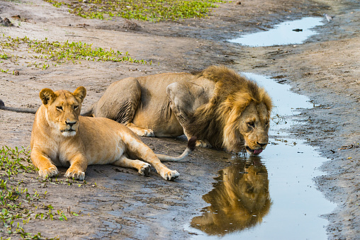 Pair of mating lions - male drinking from a stream and reflected in the water - Ngorongoro,  Tanzania