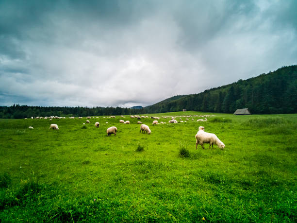 istock Sheep grazing - Zakopane - Tatry - Tatra Mountains 1271417614
