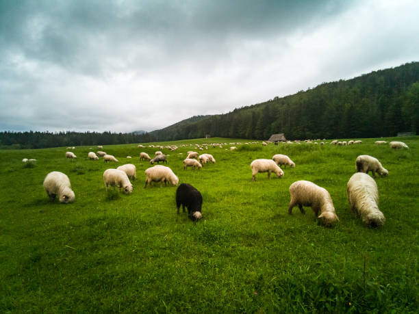 Four sheep on green grass.