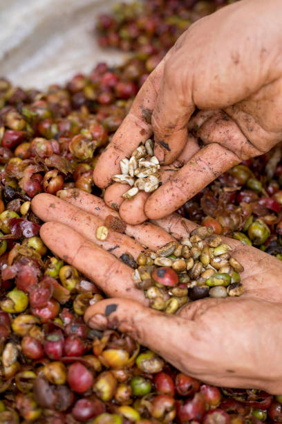 bad pulping process of coffee cherries, showing broken beans - pulping imagens e fotografias de stock