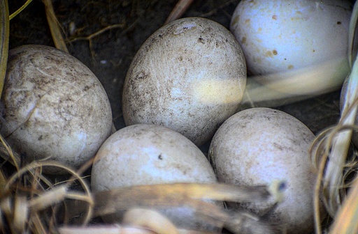 A nearby shot of duck eggs serenely in the home