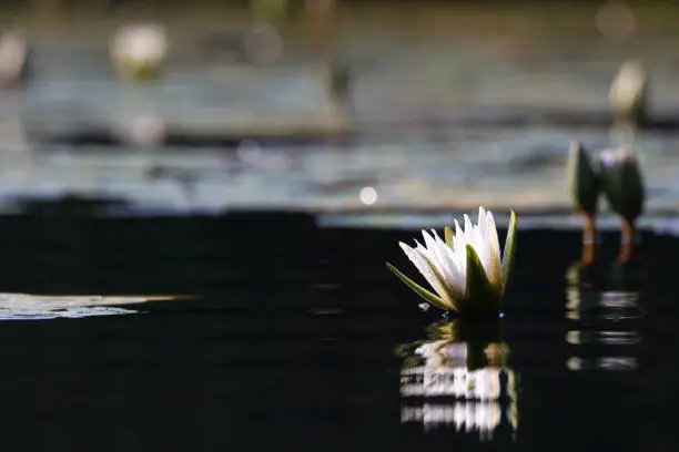 White star lotus waterlily (Nymphaea nouchali) emerging from dark pond water surface, Groot Marico, South Africa
