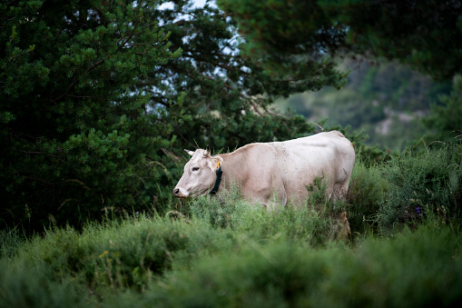 Cow grazing in the middle of the forest in Berga, CT, Spain