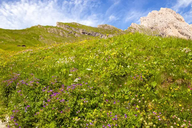 View of alpine meadow on Alp Seceda  in Dolomites UNESCO World Heritage in Val Gardena (Gröden), South Tyrol, Italy