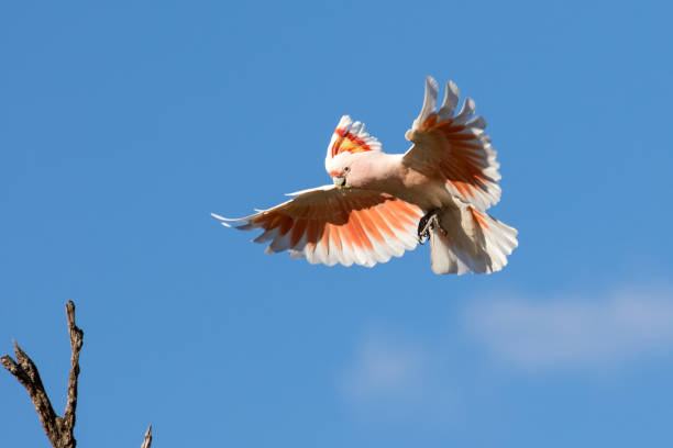 istock Major Mitchell or Pink Cockatoo 1271423864