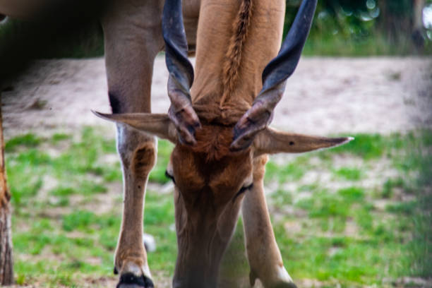 istock Closeup of a greater Kudu 1271424203
