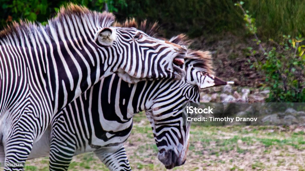 Closeup of playful zebras Toronto Zoo Stock Photo