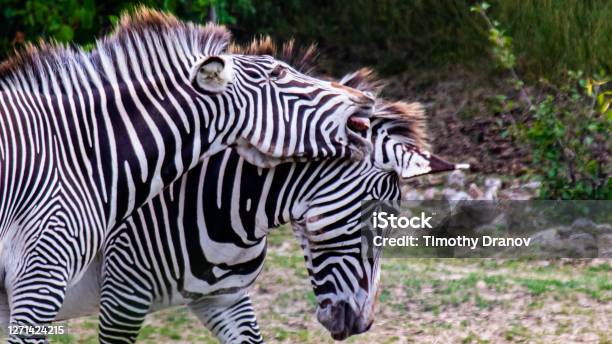 Closeup Of Playful Zebras Stock Photo - Download Image Now - Toronto Zoo, Animal, Animal Behavior