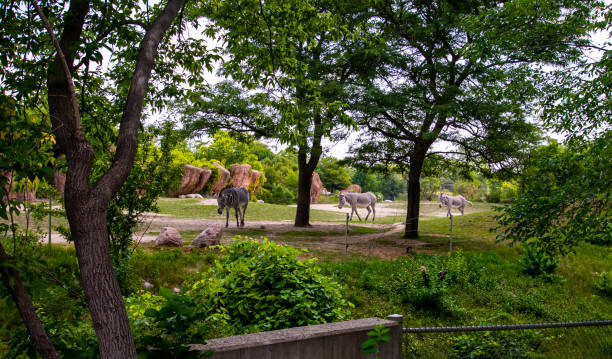 istock Three zebras walking in a zoo 1271425304