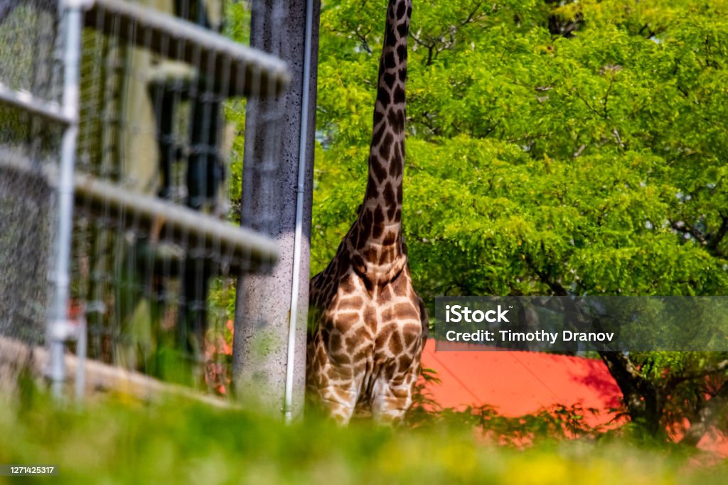 A giraffe at the zoo Toronto Zoo Stock Photo