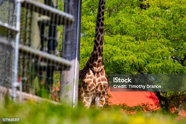 A Giraffe At The Zoo Stock Photo - Download Image Now - Toronto Zoo, Animal, Animal Body Part