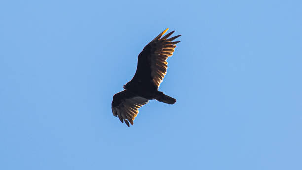 istock Turkey vulture in the sky 1271425539