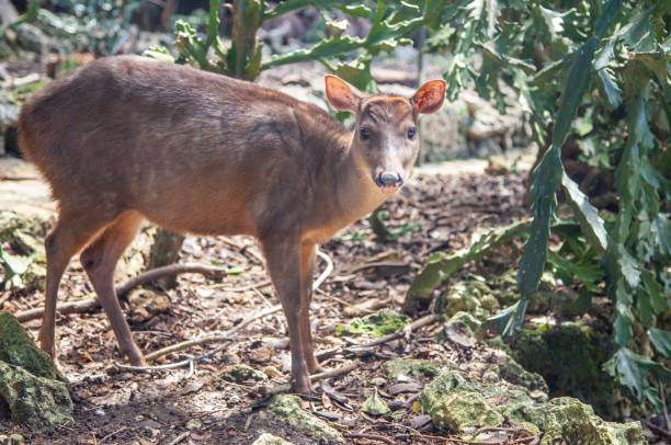 олень на барбадосе - red brocket стоковые фото и изображения