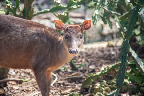 олень на барбадосе - red brocket стоковые фото и изображения