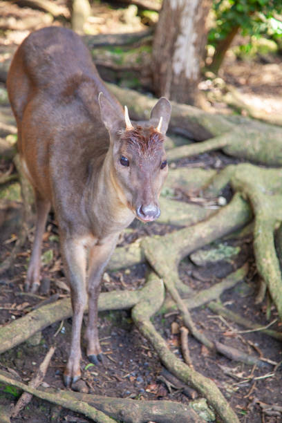 олень на барбадосе - red brocket стоковые фото и изображения