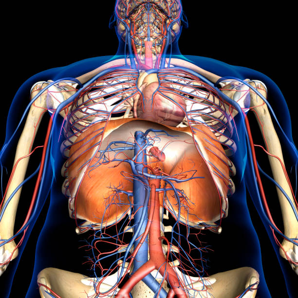 Male Diaphragm Muscle with Circulatory System in Rib Cage Low angle view of human diaphragm muscle with circulatory system in upper body ribcage skeleton on a black background. abdominal cavity stock pictures, royalty-free photos & images