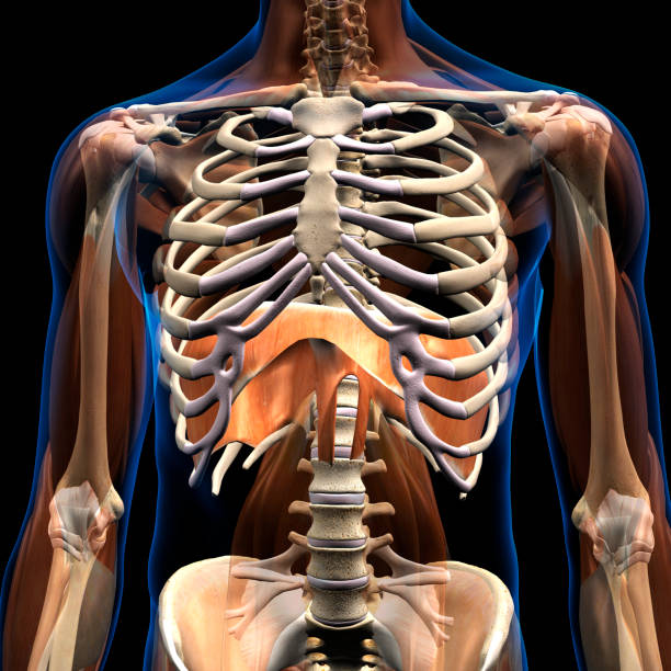 istock Male Diaphragm Muscle Isolated in Rib Cage 1271429261