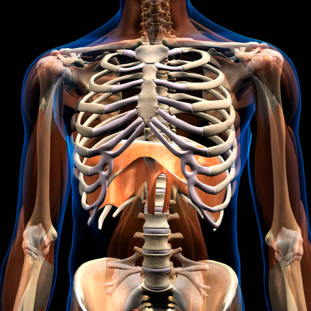 Male Diaphragm Muscle Isolated in Rib Cage Human diaphragm muscle isolated in upper body ribcage skeleton on a black background. medical diagram photos stock pictures, royalty-free photos & images